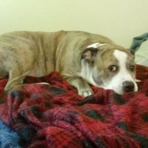 Meet your Posher, Sharey